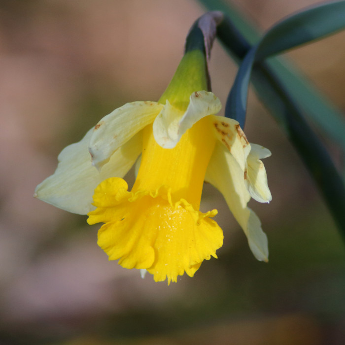 daffodil