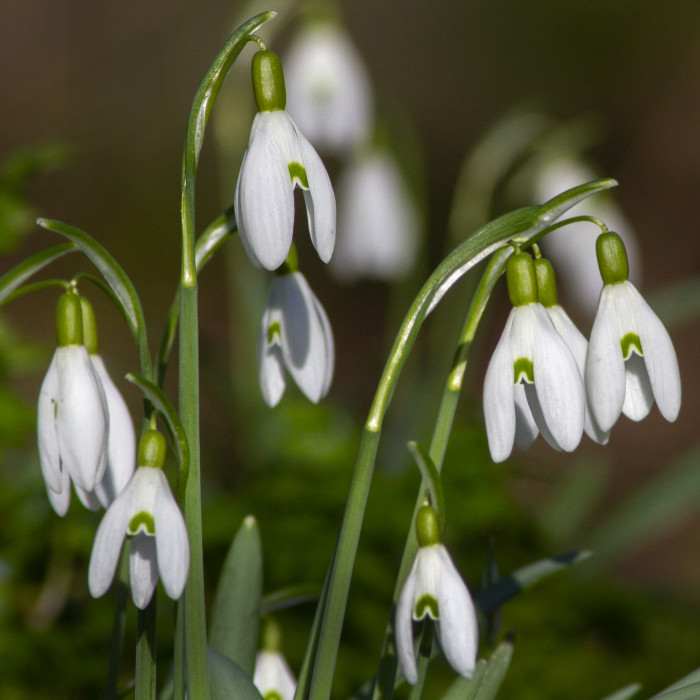 snowdrops