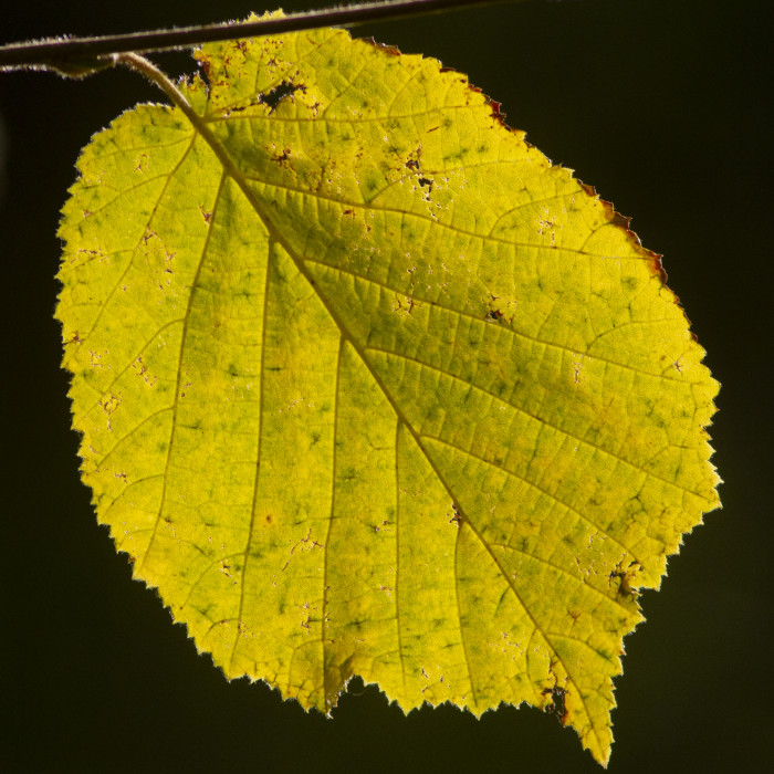 Lime tree leaf