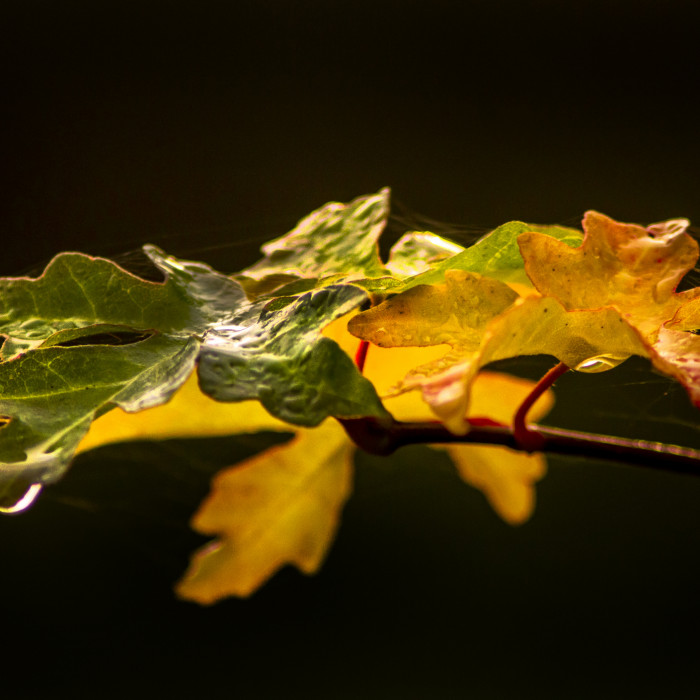 oak tree leaves