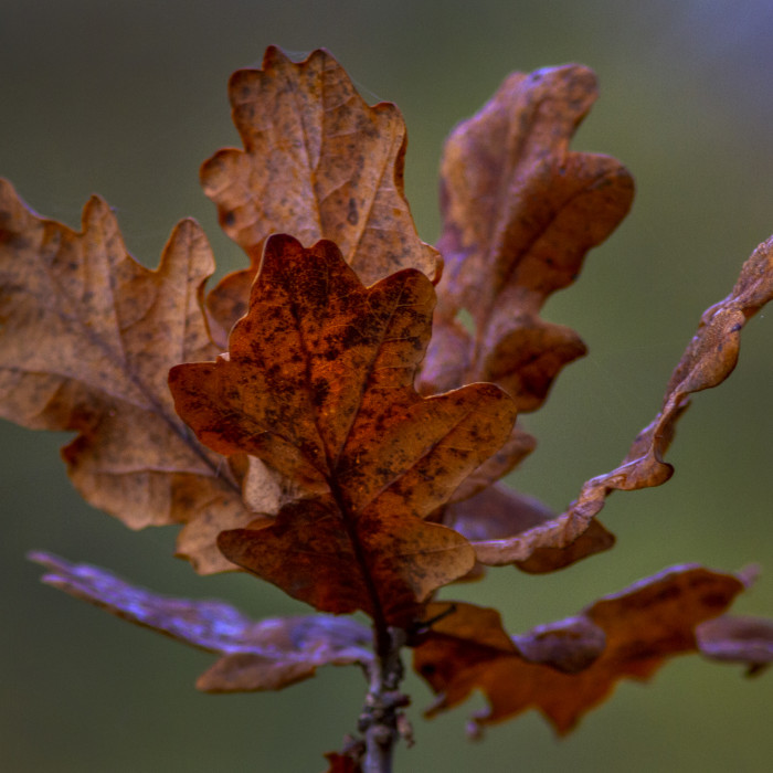 brown oak tree leaves