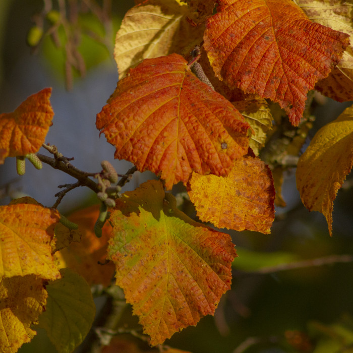 brown lime tree leaves