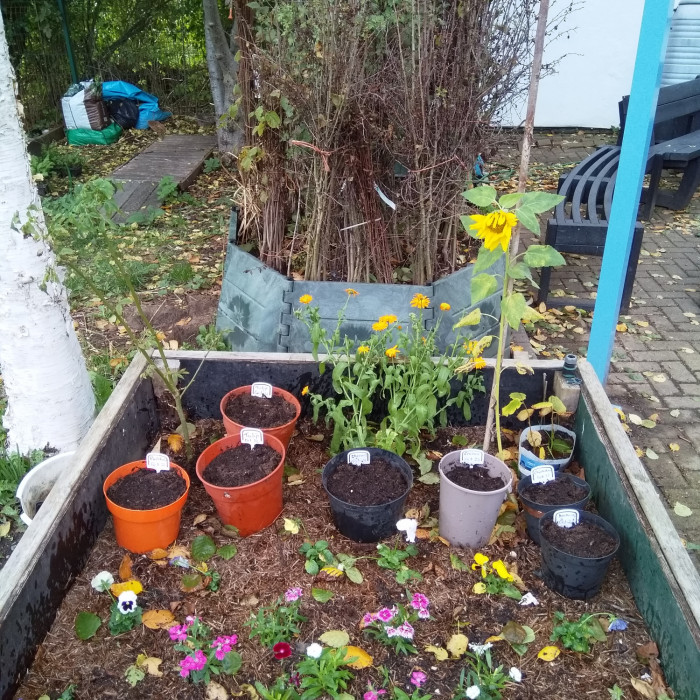 A raised flower bed in the garden shows brightly coloured pansies and sunflowers as well as pots planted up with seeds ready to grow.