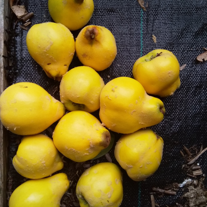 A collection of quinces which were harvested from the ecotherapy allotment.