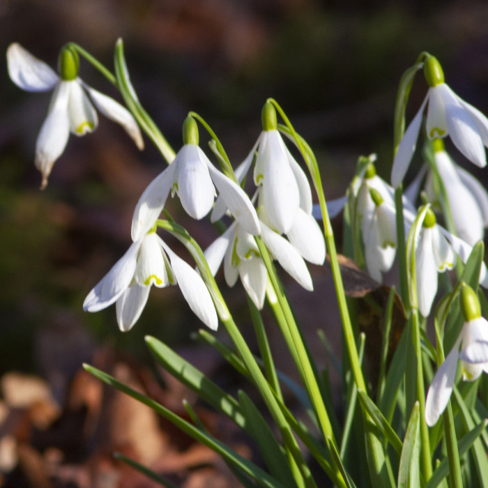 snowdrops