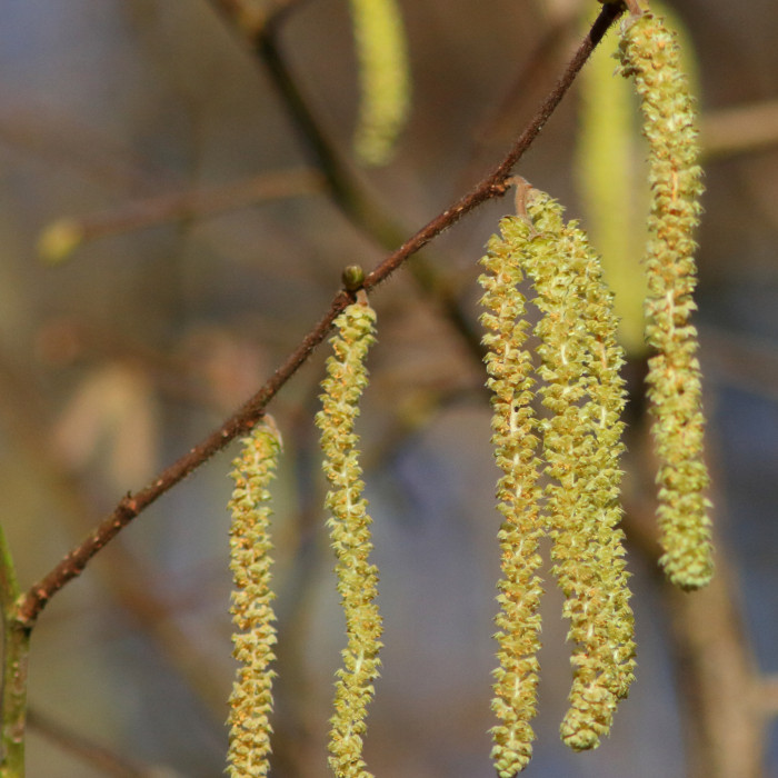 catkins