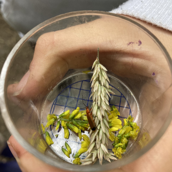 A child holds a specimin container holding a beetle and several heads of grass seed.