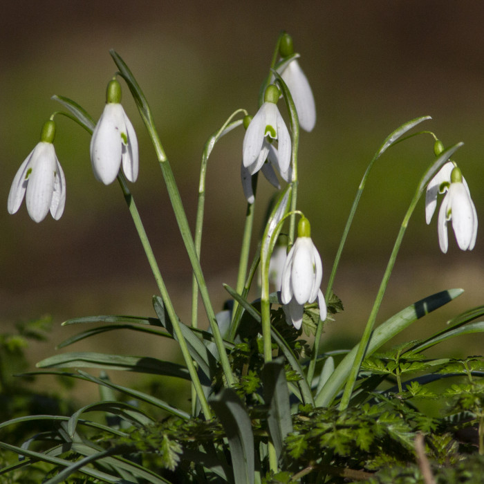 snowdrops