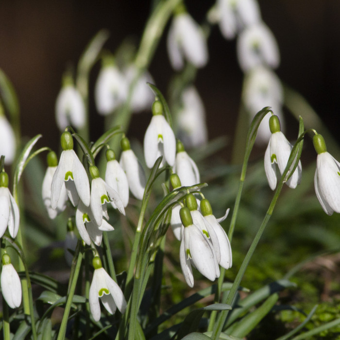 White and green snowdrops in focus in the foreground, there are more in the background out of focus.