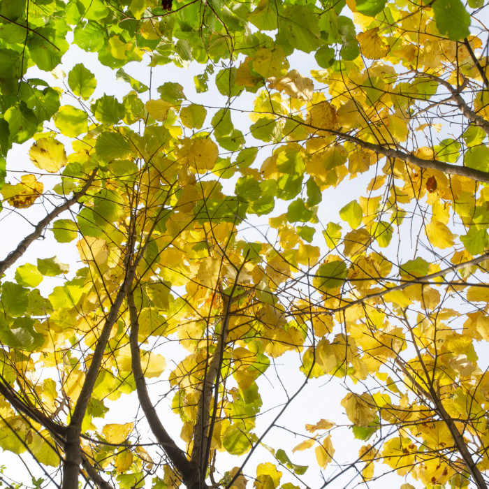 Lime tree leaves