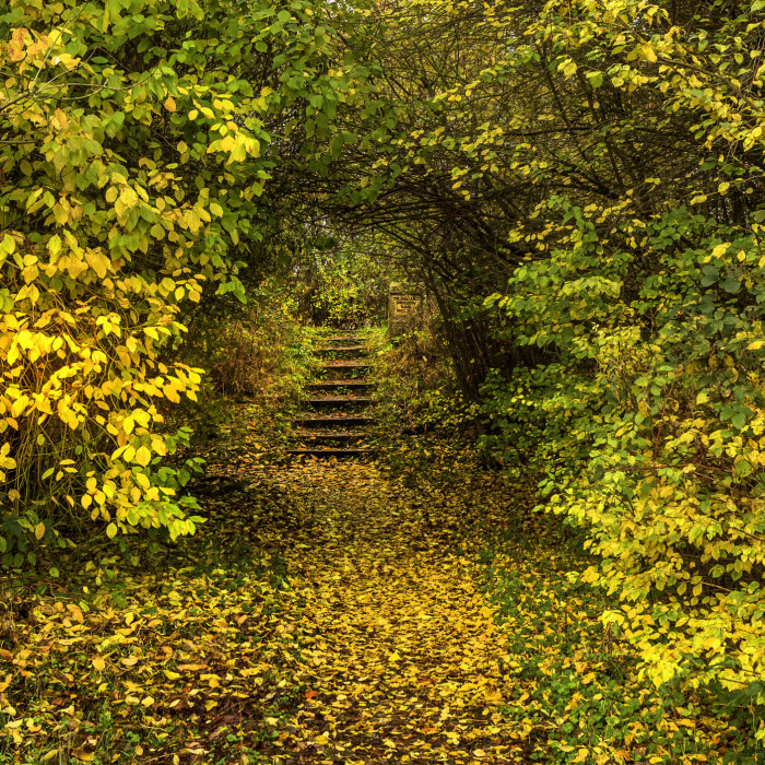 Autumn steps at St Nicks, a path down the centre of the image leading to stairs going up in the distance. The path and stairs are blanketed in yellow leaves. The path is bordered by more trees full of yellow and pale green leaves