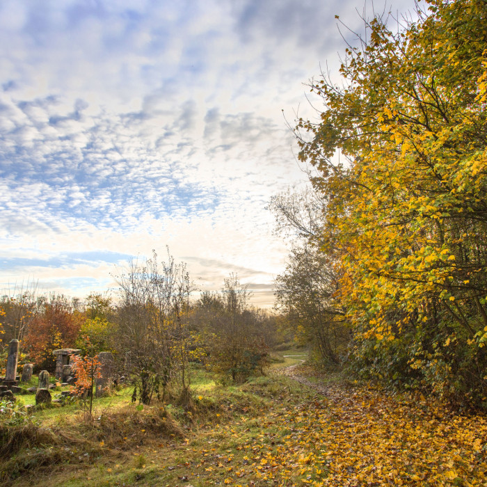 Autumn mornig at St Nicks - dragon stones and trees