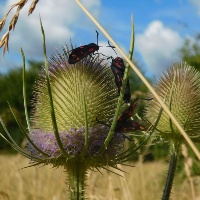 three burnet moths, black moths with red spots, are on a spiky green teasel with a meadow in the background and blue sky with some clouds above