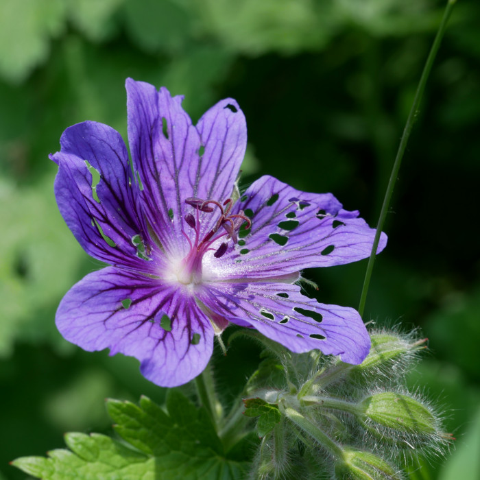 Purple geranium flower with holes in petals and blurred green background