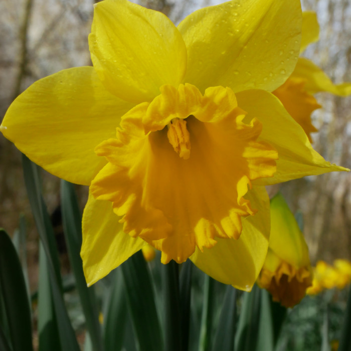 close up bright yellow daffodil with triangular petals and trumpet shaped centre, there are some water droplets on the petals, green stems below and blurred bare branches in the background