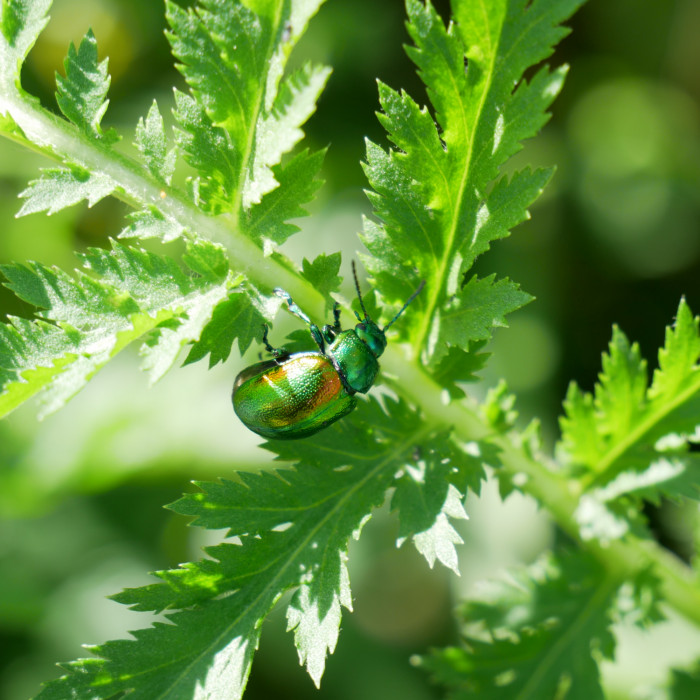 green tansy beetle with orange iridescent wings is climbing on a green tansy plant with jagged shaped leaves