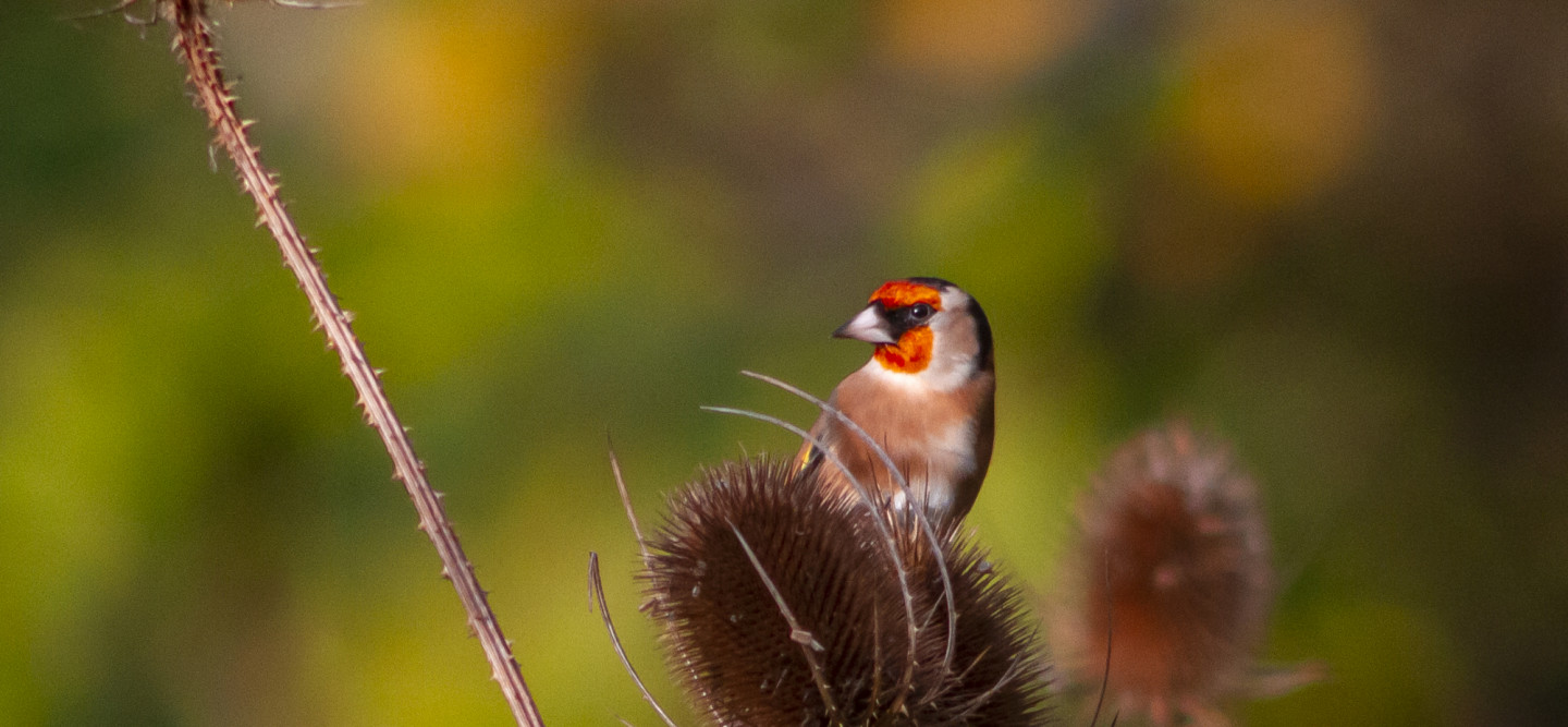 Goldfinch on teasel at St Nicks IMG_3733a