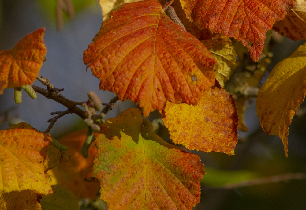 brown lime tree leaves