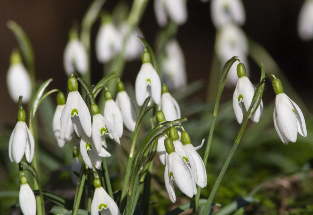 snowdrops