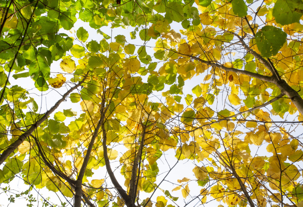 Lime tree leaves