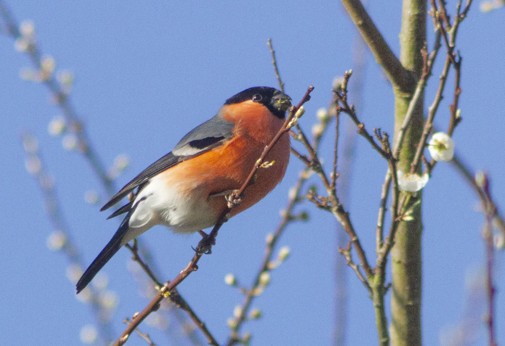 Bullfinch St Nicks IMG_4276a