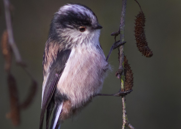 Long tailed tit St Nicks IMG_3664a