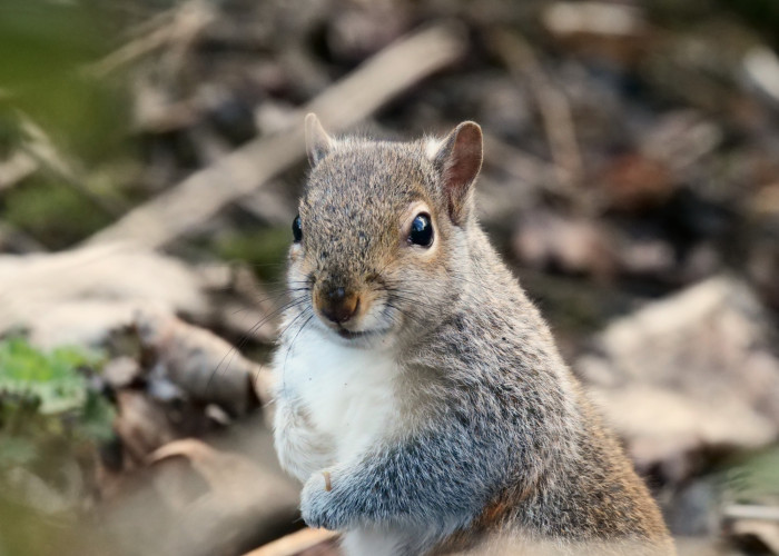 Squirrel in woodland