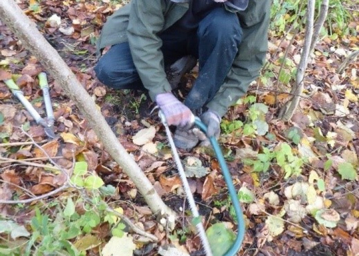 Sean is an white male with white hair, beard and glasses. He is knelt on the floor. Wearing gloves he is holding a bow saw in two hands and cutting a branch low down.
