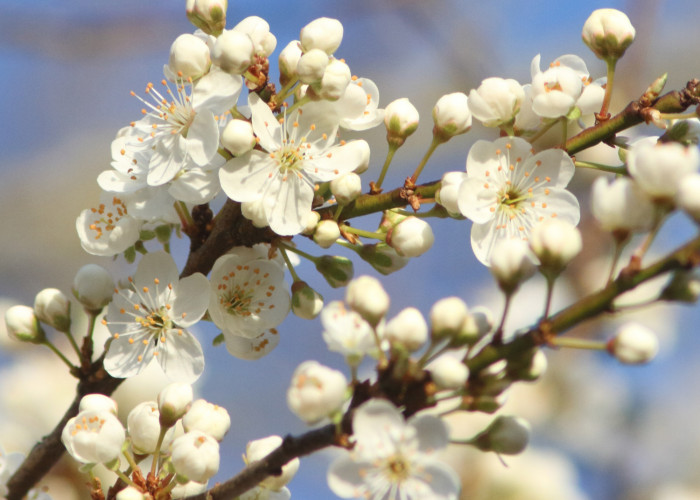 Bright white blossom against a blue background