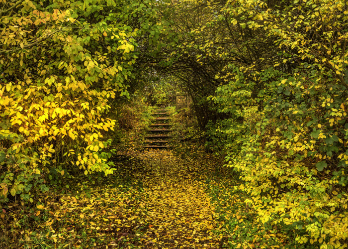 A green and yellow thick line of leaves borders stairs with how the trees are and the leaves covering the floor steps and top of the stairs creates the illusion of looking down a tunnel