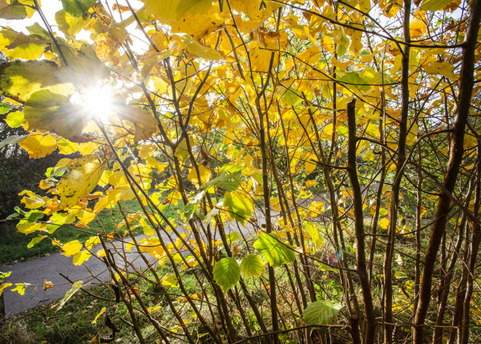 Coppice in autumn