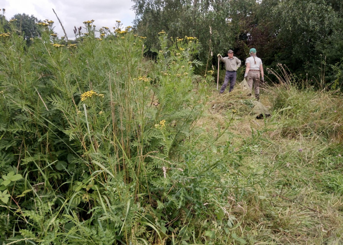 Ouse corridor tansy volunteer pic 2023
