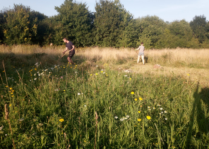 Two people using scythes to cut grass. The person on the left is wearing a black t-shirt and shorts. The other person is wearing a grey t-shirt and shorts. In front of them are a mixture of white and yellow wildflowers. In the distance, tall, green trees