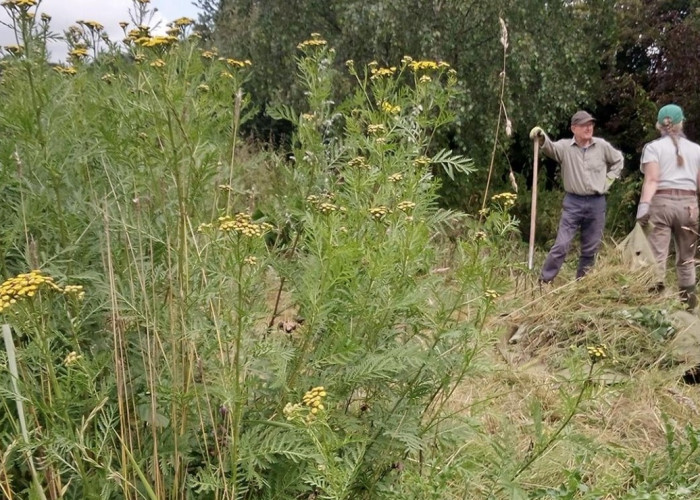 Ouse corridor tansy volunteer pic 2023