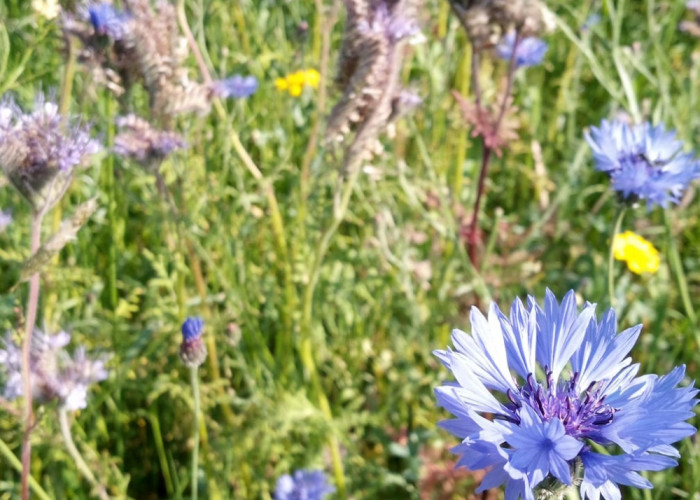 cornflower and phacelia on MF