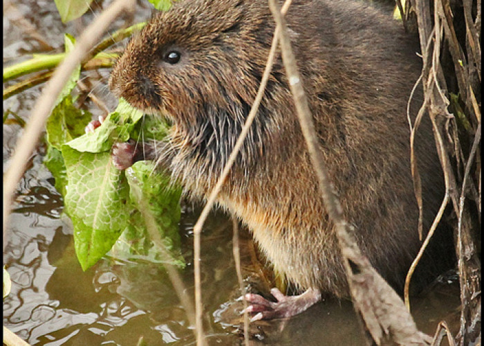 WaterVole_July14_IanTraynor