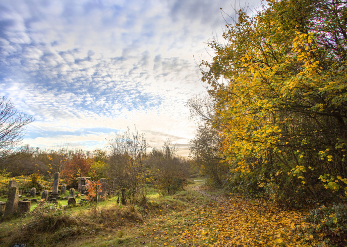 Autumn mornig at St Nicks - dragon stones and trees