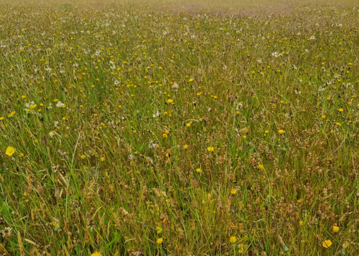 A grassland consisting of different wildflowers.