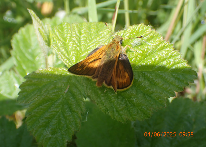 Skipper