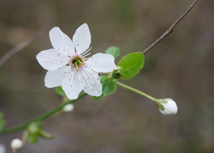 white blossom flower with open petals close up next to a flower still in bud with a blurred brown background