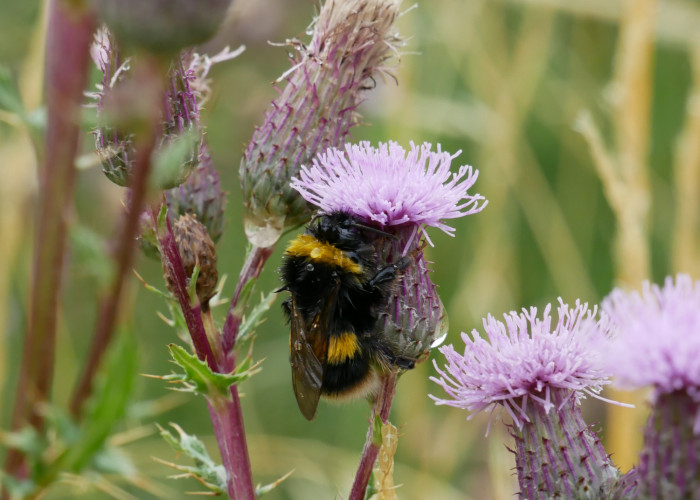 yellow and black bee holding on to the side of a purple thistle flower