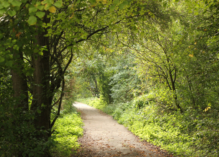 warm light shining on a path into distance with trees with green and yellow leaves on both sides