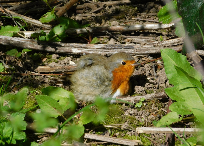 Robin with red breast and fluffy brown feathers on body is on the ground amongst twigs, moss and green leaves