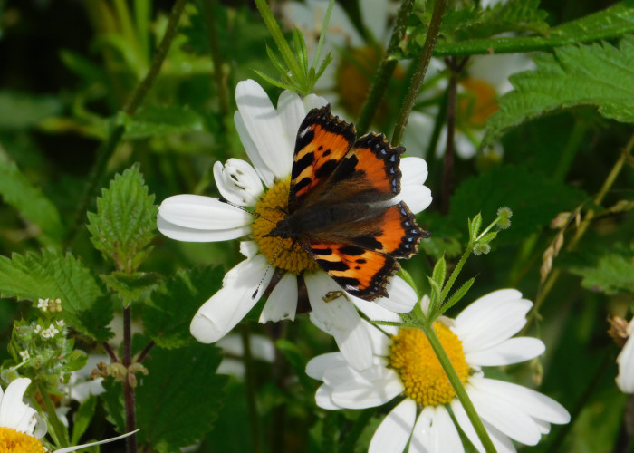 Tortoiseshell butterfly with orange, yellow and balck wings is on a flower with white petals and a bright yellow centre with green plants surrounding