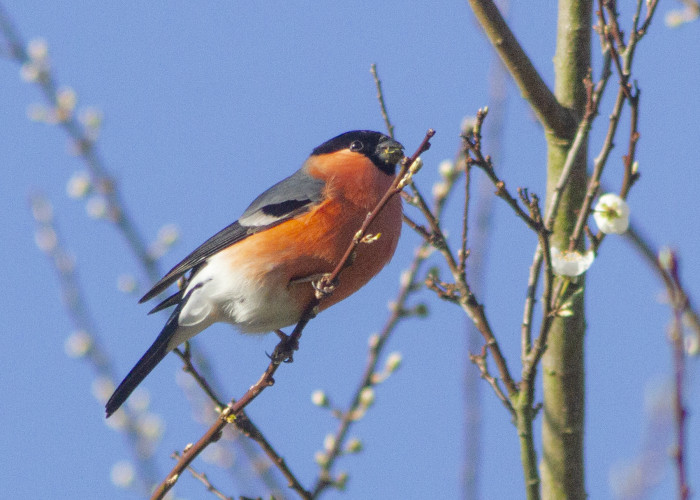 Bullfinch St Nicks IMG_4276a