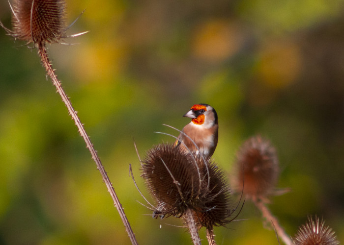 Goldfinch on teasel at St Nicks IMG_3733a