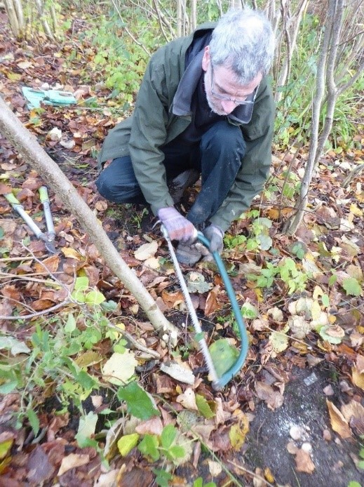 Sean is an older white male with white hair, beard and glasses. He is knelt on the floor. Wearing gloves he is holding a bow saw in two hands and cutting a branch low down.