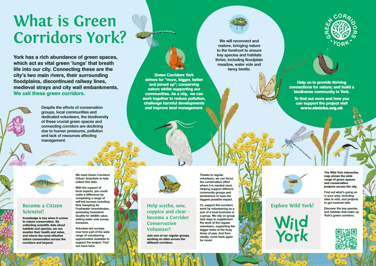 An infographic showing a cut into a pond or water system. The title is What is Green Corridors York, there are lots of cartoon drawings of animals including dragon and damsel flies, otters, foxes, egrets, fish, frogs, blue tits and herons. The text explai