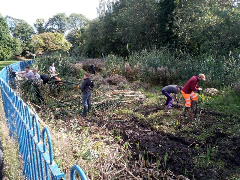 Volunteer team cutting down bullrushes in Hull Road park