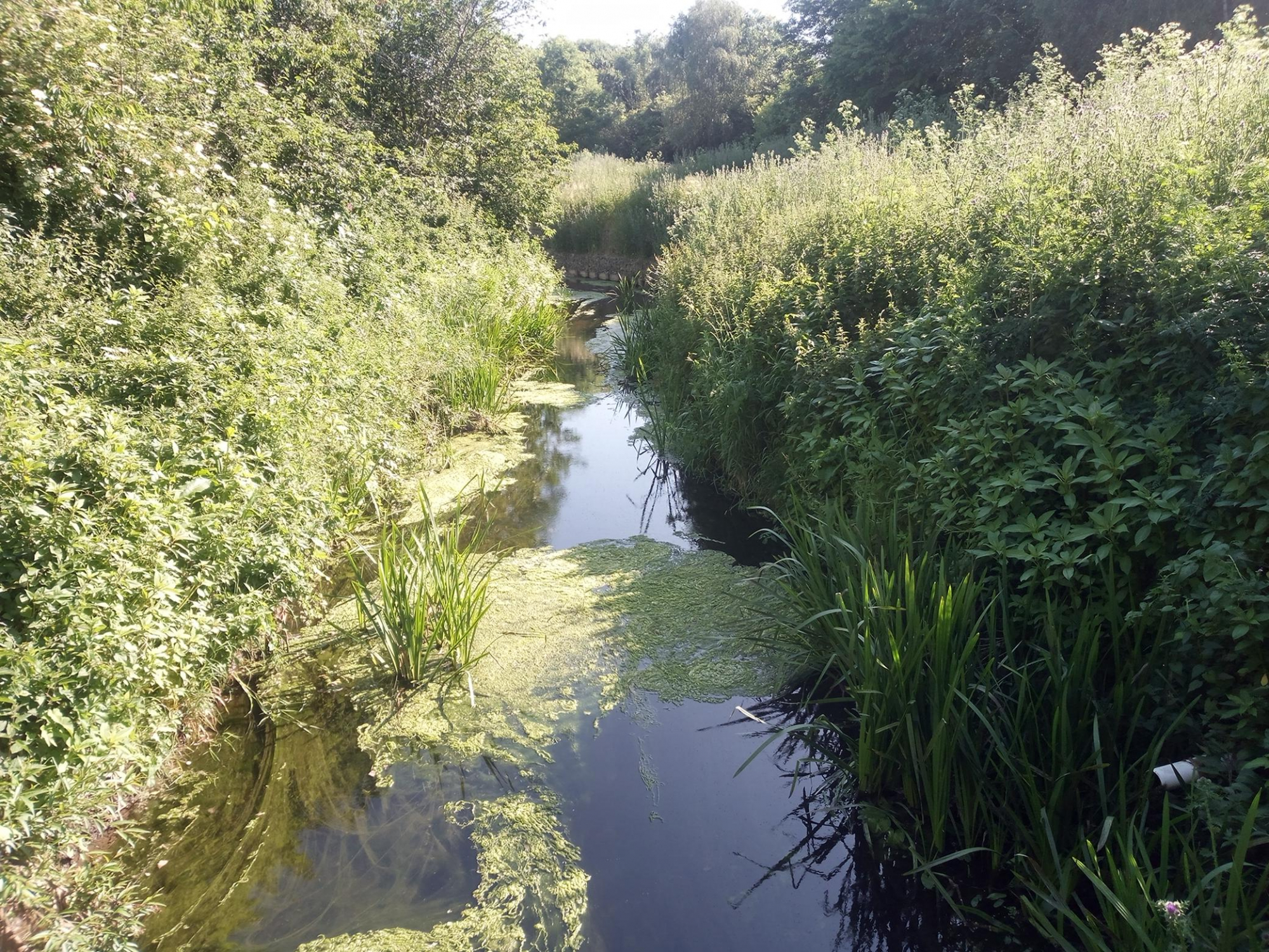 Foss river Pic 2023